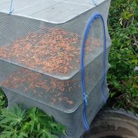 Home grown and dried turmeric at The Link Food Farmacy in Pai