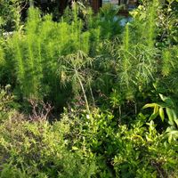 Garden herbs at The Link Food Farmacy in Pai