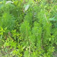 Garden herbs at The Link Food Farmacy in Pai