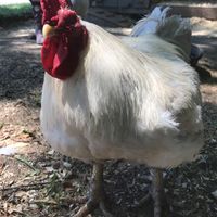 Cute rooster at Catskill Animal Sanctuary in Saugerties