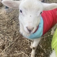 Sheep in coats!!  #Veganuary at Catskill Animal Sanctuary in Saugerties