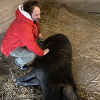 Jasmine—the pig that will flop down to get belly rubs  #Veganuary at Catskill Animal Sanctuary in Saugerties