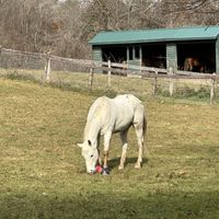   at Catskill Animal Sanctuary in Saugerties