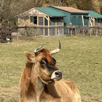   at Catskill Animal Sanctuary in Saugerties