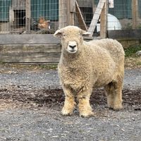   at Catskill Animal Sanctuary in Saugerties