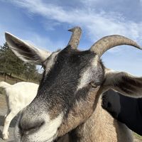   at Catskill Animal Sanctuary in Saugerties