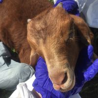 Baby goats! at Catskill Animal Sanctuary in Saugerties
