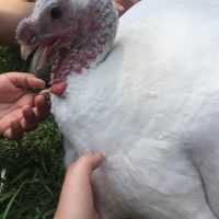 Howard the turkey at Catskill Animal Sanctuary in Saugerties