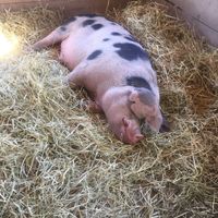 One of their rescued pigs rests  at Catskill Animal Sanctuary in Saugerties