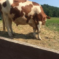 Tucker is their largest cow, but very friendly at Catskill Animal Sanctuary in Saugerties