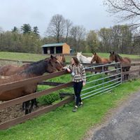 Hanging with the Horses  at Catskill Animal Sanctuary in Saugerties
