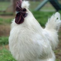 Feathered Friend  at Catskill Animal Sanctuary in Saugerties