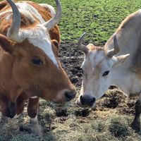 Amos and Jesse- two love bugs! at Catskill Animal Sanctuary in Saugerties