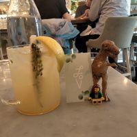 Rex and the lemonade at LOV - McGill in Montreal