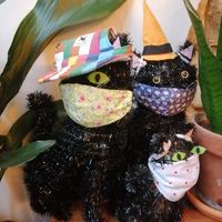 Cats at Cascara in Bath