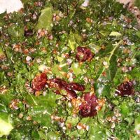 Vegan side salad: kale, quinoa, cranberries, and citric vinaigrette  at Blaze Pizza in Eastvale