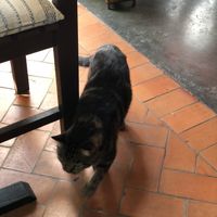 Cat walking around   at Reform Kafe in Chiang Mai