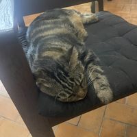 Biiiig cat. Not on the menu   at Reform Kafe in Chiang Mai