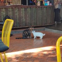 Bunny & cat at Reform Kafe in Chiang Mai