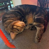 Cute cat 🥹 at Reform Kafe in Chiang Mai