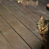 This cutie lives here too :) at Reform Kafe in Chiang Mai