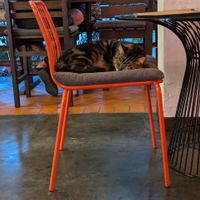 resident cat at Reform Kafe in Chiang Mai