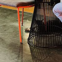 Really chubby cat  at Reform Kafe in Chiang Mai