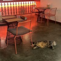   at Reform Kafe in Chiang Mai