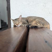  at Reform Kafe in Chiang Mai