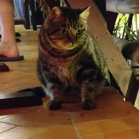 Cat at Reform Kafe in Chiang Mai