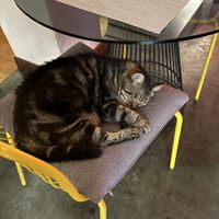 Watch out. This guy could be lurking on your seat   at Reform Kafe in Chiang Mai