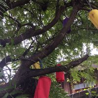 The tree under which we sat at Reform Kafe in Chiang Mai