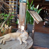 Purrfection at Reform Kafe in Chiang Mai