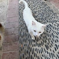 Cute cat, one of the many cats  at O'Vrakas Taverna in Limassol
