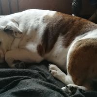 Cute owners dog at Kaffabar in Brussels