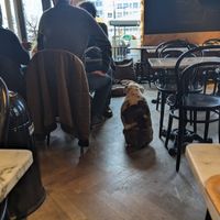 House doggie at Kaffabar in Brussels