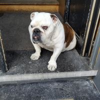 Dog at Kaffabar in Brussels