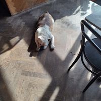  at Kaffabar in Brussels