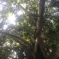 What you sit under at La Playita in Bacalar