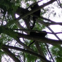 Monkeys in the trees nearby, amazing atmosphere! at Luv Burger in Nosara