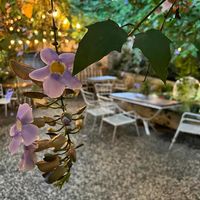   at Luv Burger in Nosara