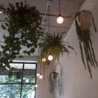 plants hanging from the ceiling  at Luv Burger in Nosara