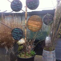 Program  at Odessa in Amsterdam