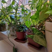 növények mindenfele at Vital Cafe & Bistro  in Gyor