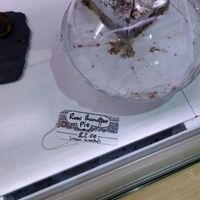 vegan and raw at Primal Roast in Glasgow