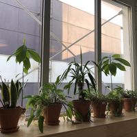 Plants 🌱  at Mox in Moscow