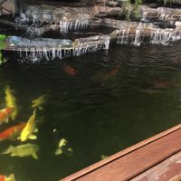 Koi carp and the waterfall  at Spinach in Khao Lak