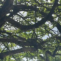   at Noguis in Tamarindo