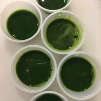 Fresh juiced Wheat Grass and a full juice and shot menu at Jaco Juice and Taco Bar in West Chester