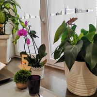  at Al Lampione in Gorizia